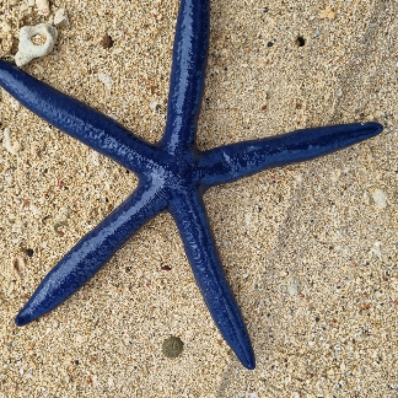 Sea Star Adult short sleeve button polo