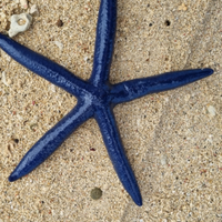 Sea Star Adult short sleeve button polo