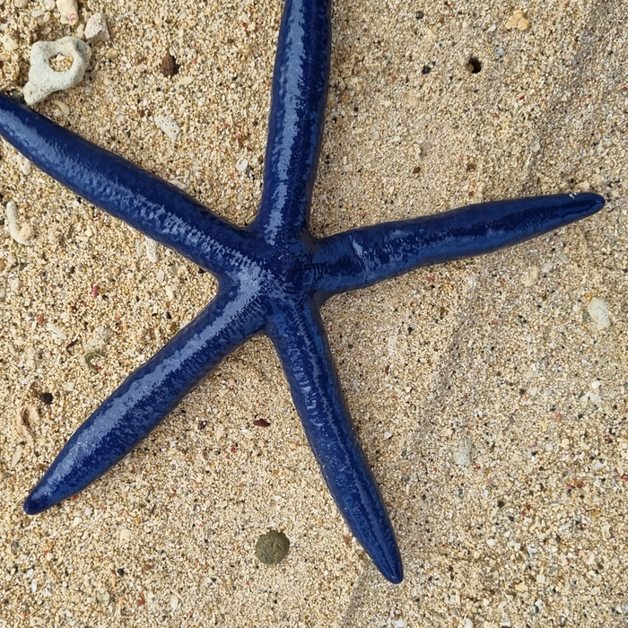 sea star representing current limited edition print