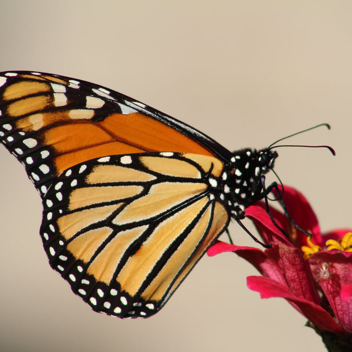 Monarch Butterfly