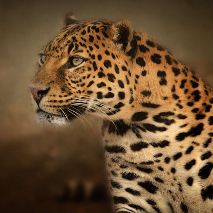 Amur Leopard