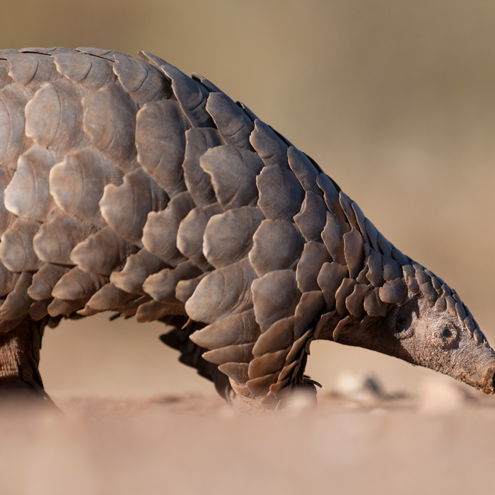 Pangolin