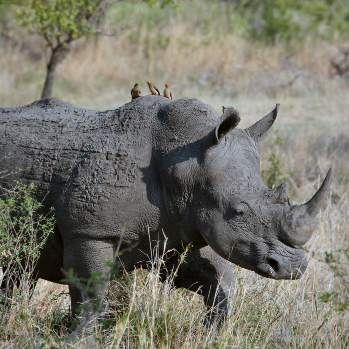 Black Rhinoceros