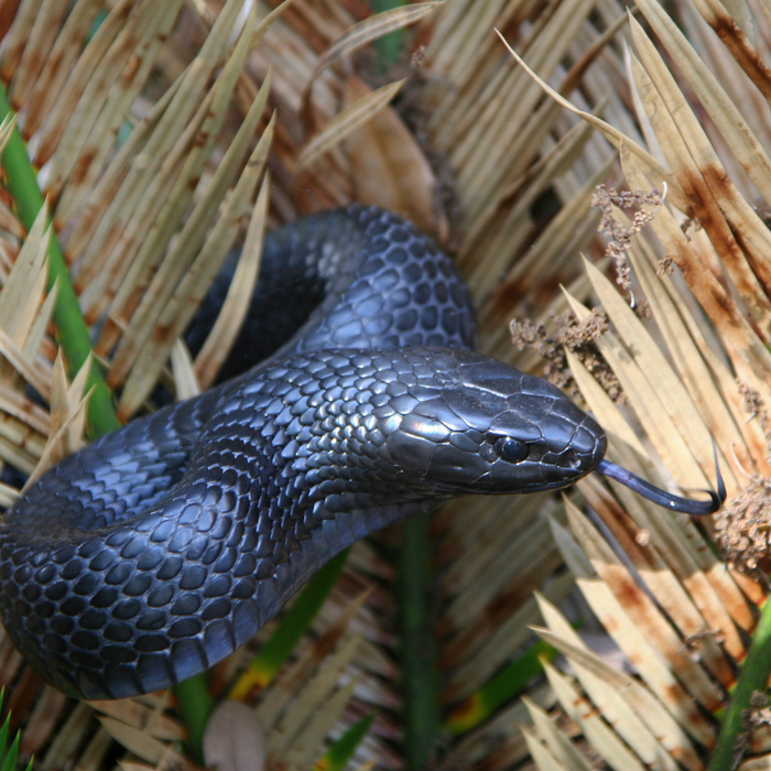 Eastern Indigo Snake