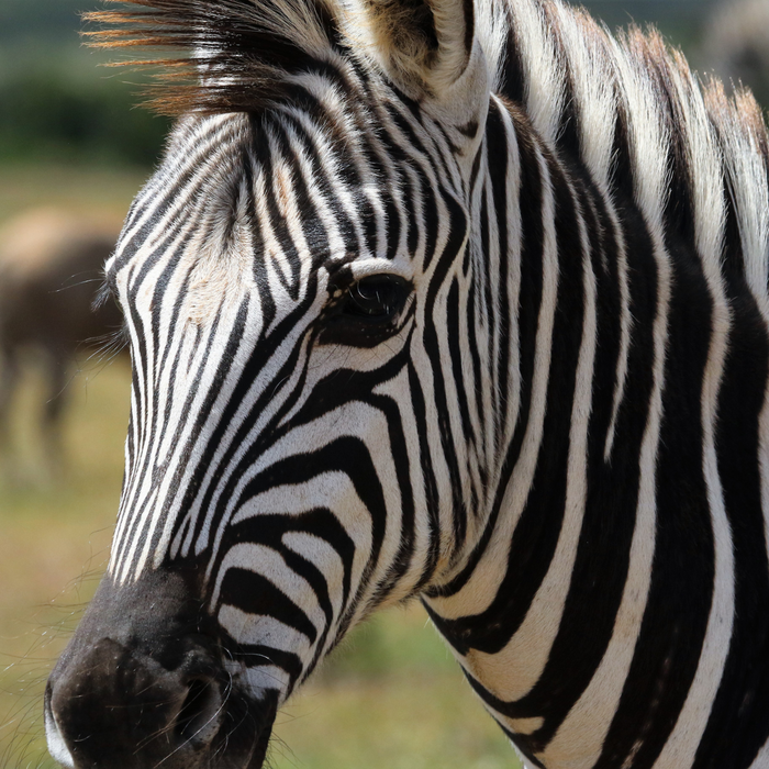 Grevy's Zebra