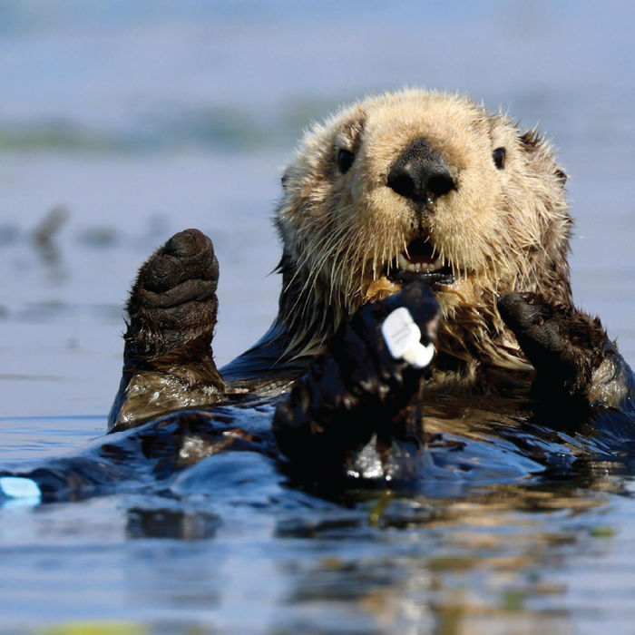 Otters