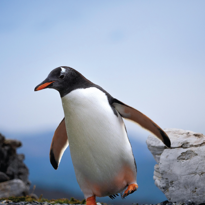 Penguins