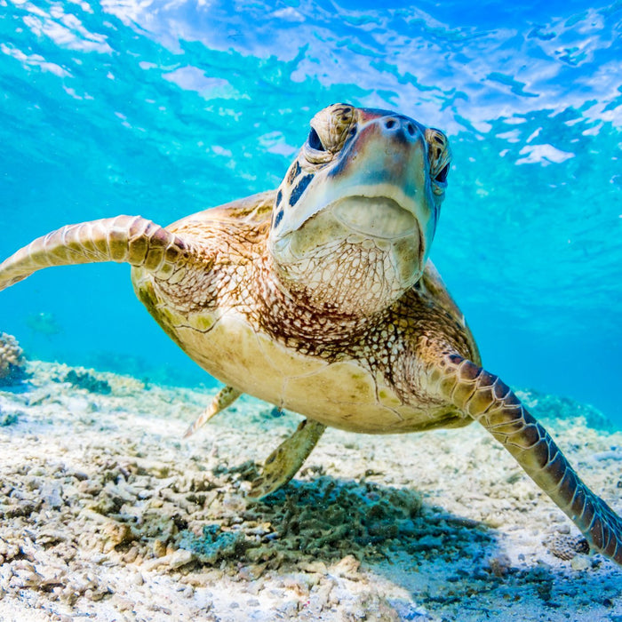 Sea Turtle