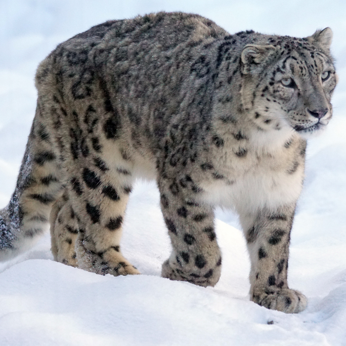 Snow Leopard