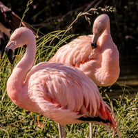 Flamingo Kids tank top