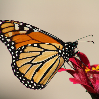 Monarch Butterfly Kids tank dress