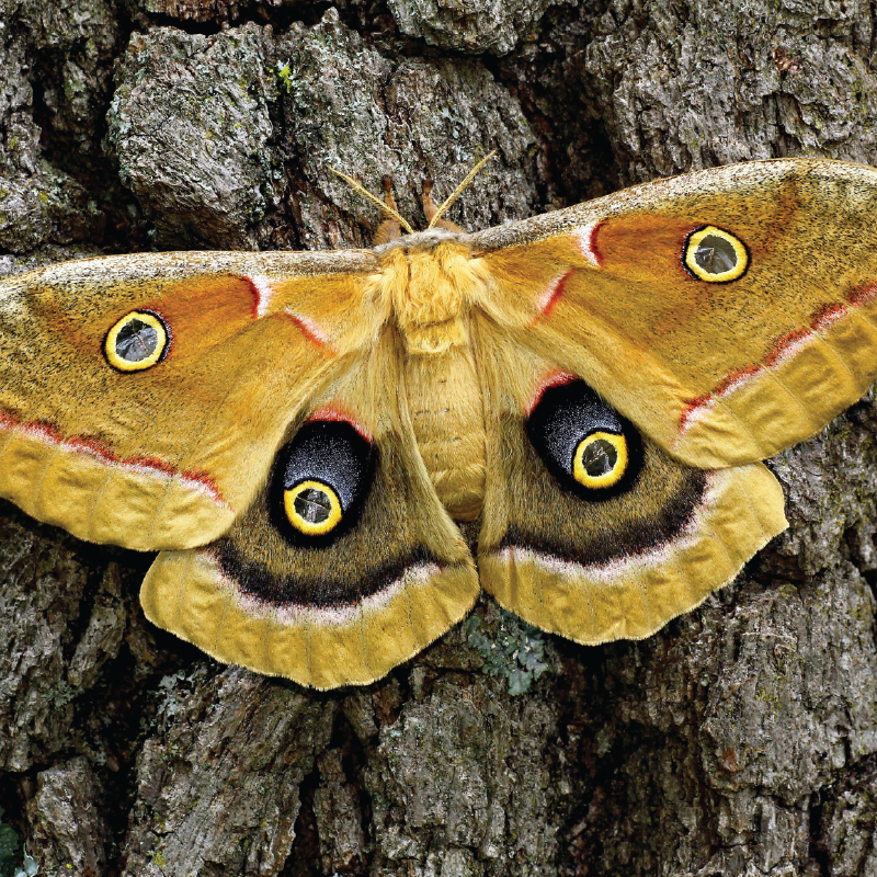 Moths Adult Long sleeve hooded shirt