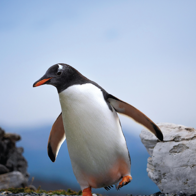 Penguin Kids long sleeve hooded shirt