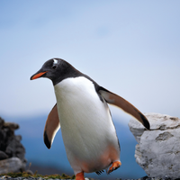 Penguin Kids long sleeve hooded shirt