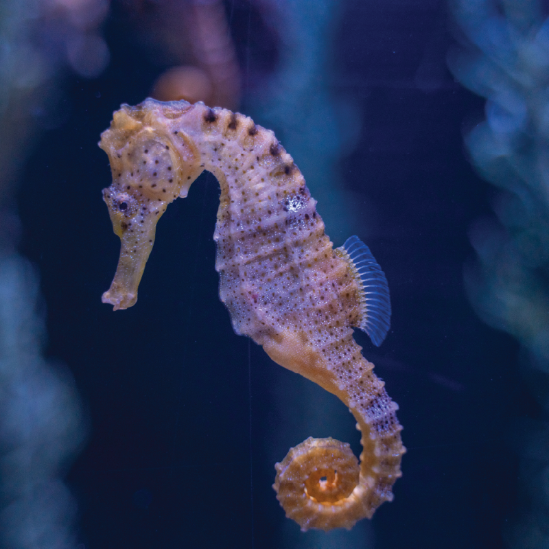 Sea horse Adult short sleeve button polo